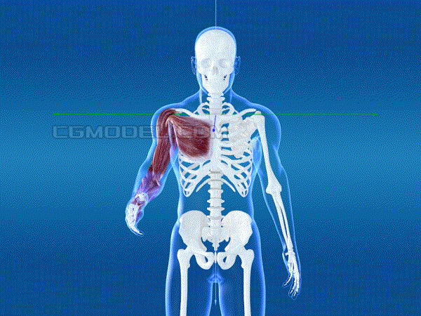 人体泌尿系统示意图